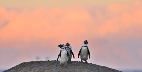 Pingouins africains sur le rocher dans le ciel clair du coucher du soleil. Manchot africain ( Spheniscus demersus) également connu sous le nom de manchot jackass et manchot à pieds noirs. Colonie de rochers. Le Cap. Afrique du Sud