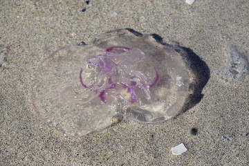 Purple jellyfish on a sand beach in the Lofoten Islands, Norway