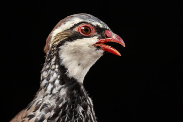 Side view of red-legged partridge, on black background