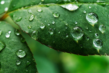 Leaves with dewdrops