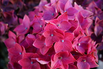 Pink hydrangea flowers in bloom