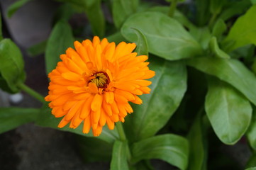 Orange calendula flower