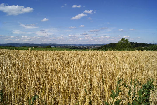 Roggenfeld in typischer S&uuml;ddeutscher Landschaft