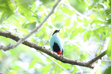 Azure-breasted pitta (Pitta steerii) Rajah Sikatuna National Park, Bohol Philippines

