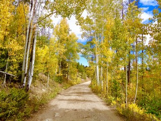 Dirt road through colorful aspen forest in full fall colors
