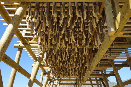 Cod stockfish drying on traditional racks in the Lofoten islands, Norway