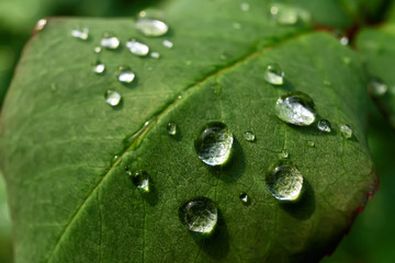 Leaves with dewdrops
