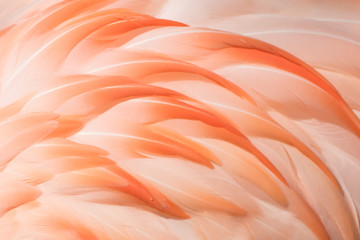 Flamingo Closeup II