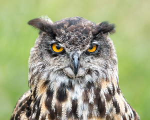 Eurasian Eagle Owl II