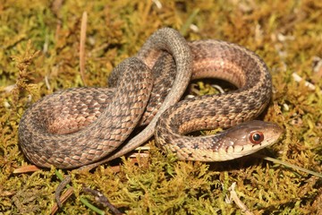 Baby Garter Snake (Thamnophis sirtalis)