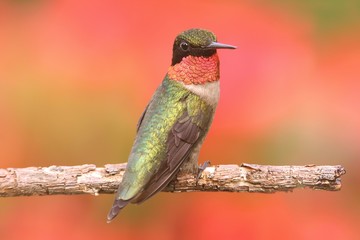 Ruby-throated Hummingbird (archilochus colubris)