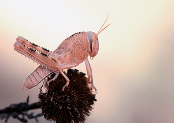 Grasshopper