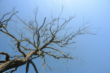 Dead Tree Branches and Blue Sky