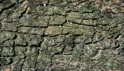 Tree bark with cracks. Detail of cracked bark background.