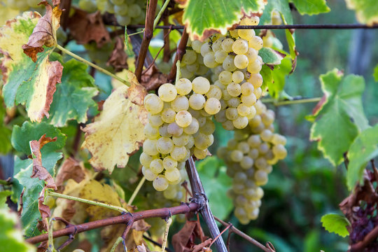 Vineyard with ripe white grapes 