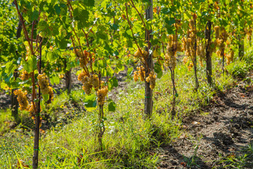 Vineyard with ripe white grapes 