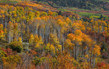 Fall foliage in Colorado rocky mountains