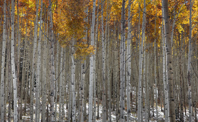 Obraz premium Tall Aspen trees in fall time