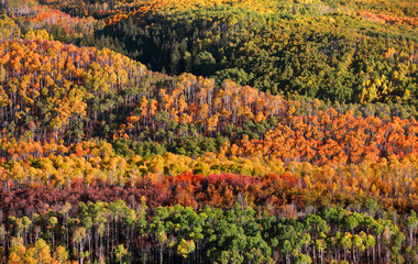 Fototapeta premium Canopy of Autumn trees in Colorado