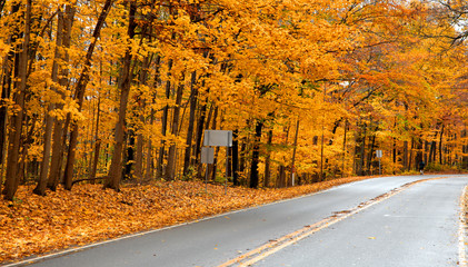 Golden fall trees by the road in Pennsylvania