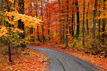 Obraz premium Beautiful alley in colorful autumn time