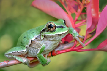 Treefrog