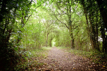 Forest Path and Thick Trees