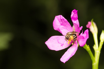 Bee looking for nectar