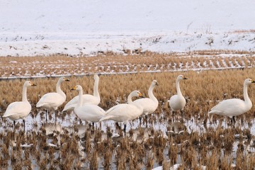 Tundra swan (Cygnus columbianus) in Japan