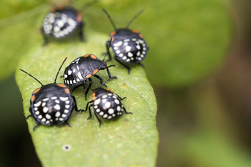 beetles