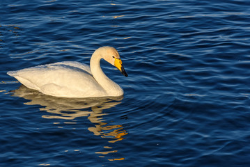 Obraz premium swan lake winter birds closeup