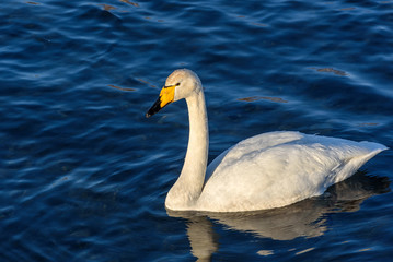 swan lake winter birds closeup