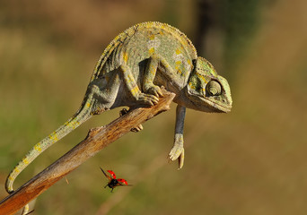 Chameleon