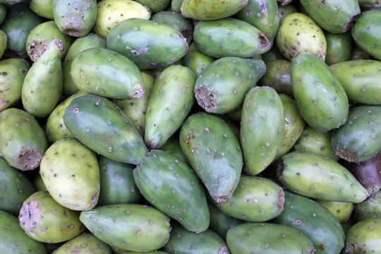 pricky pear