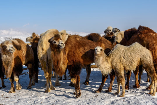 camels farm snow winter