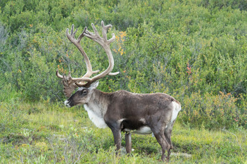 Caribou, Alaska
