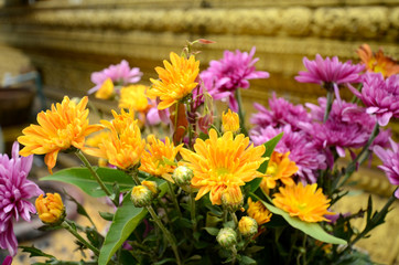 Spray Type of Chrysanthemum.
