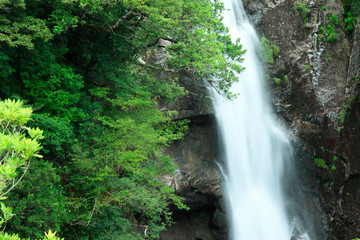 Fototapeta na wymiar 龍神の滝 