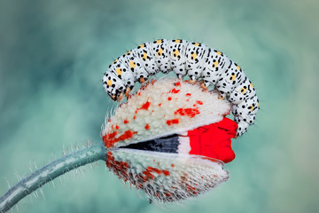 Caterpillar © blackdiamond67