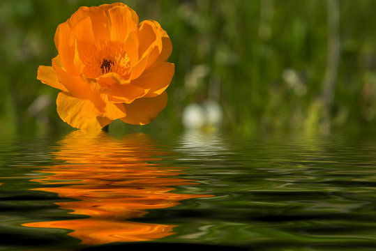 Fototapeta orange flower meadow water reflection