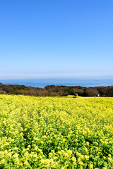 菜の花畑