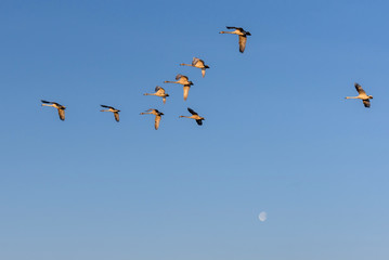 swans fly moon sky birds