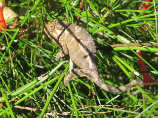 Hawaii Lizard