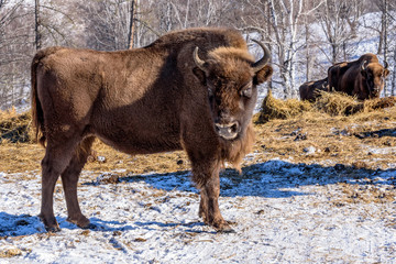 bison mammal hay winter