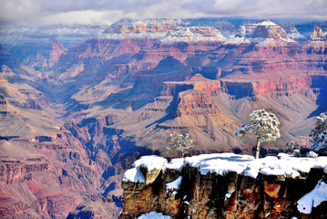 Tree on the snow in canyon - Powered by Adobe