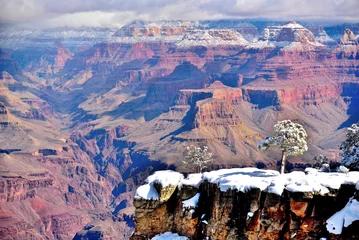 Poster Tree on the snow in canyon © leenanjoo