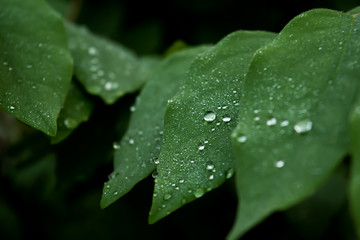 droup of water back and green backgrund