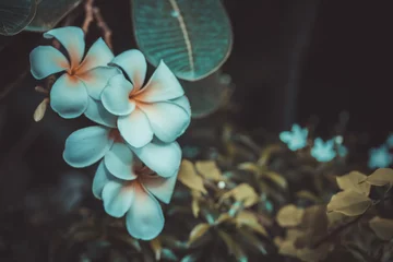 Foto auf Acrylglas Frangipani Schöne Plumeriablumen im Vintage