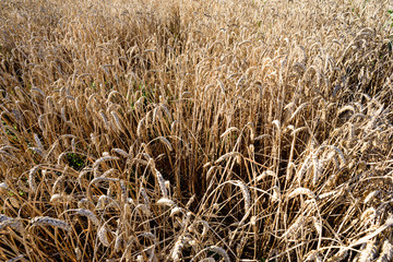 Aged Ripe Corn Field
