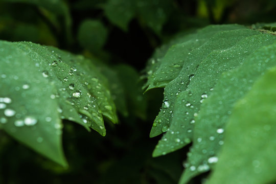 droup of water back and green backgrund